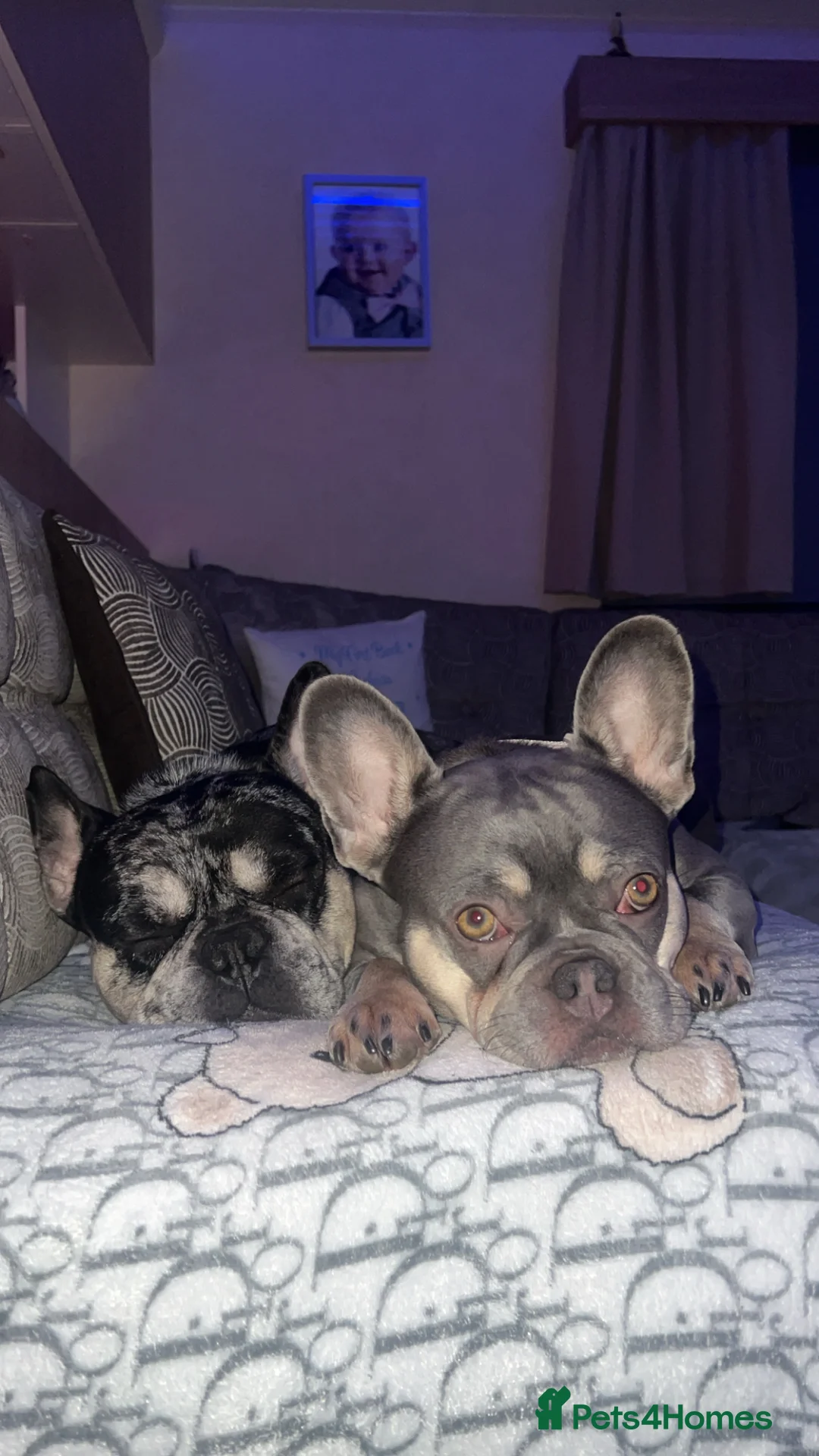 French Bulldog dogs for sale: 2 beautiful freindly french bulldogs for rehome  - Advert 1