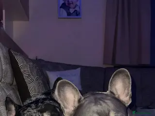French Bulldog dogs 2 beautiful freindly french bulldogs for rehome - Advert 8