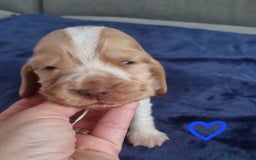 Cocker Spaniel dogs for sale: Charming English Show Cocker Spaniel Puppies  - Advert 14