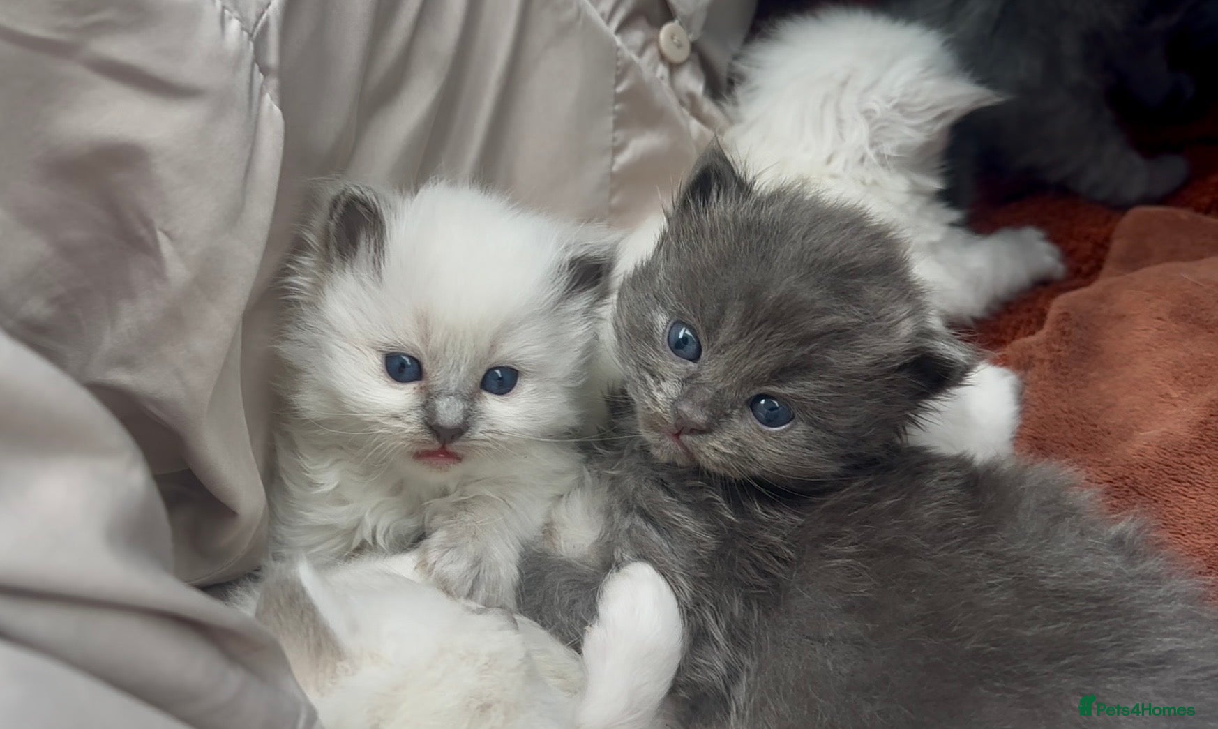 Perdoll cats PERDOLL KITTENS FOR SALE - Advert 1