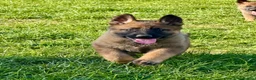 German Shepherd dogs for sale: Working line GSD pups  - Advert 5