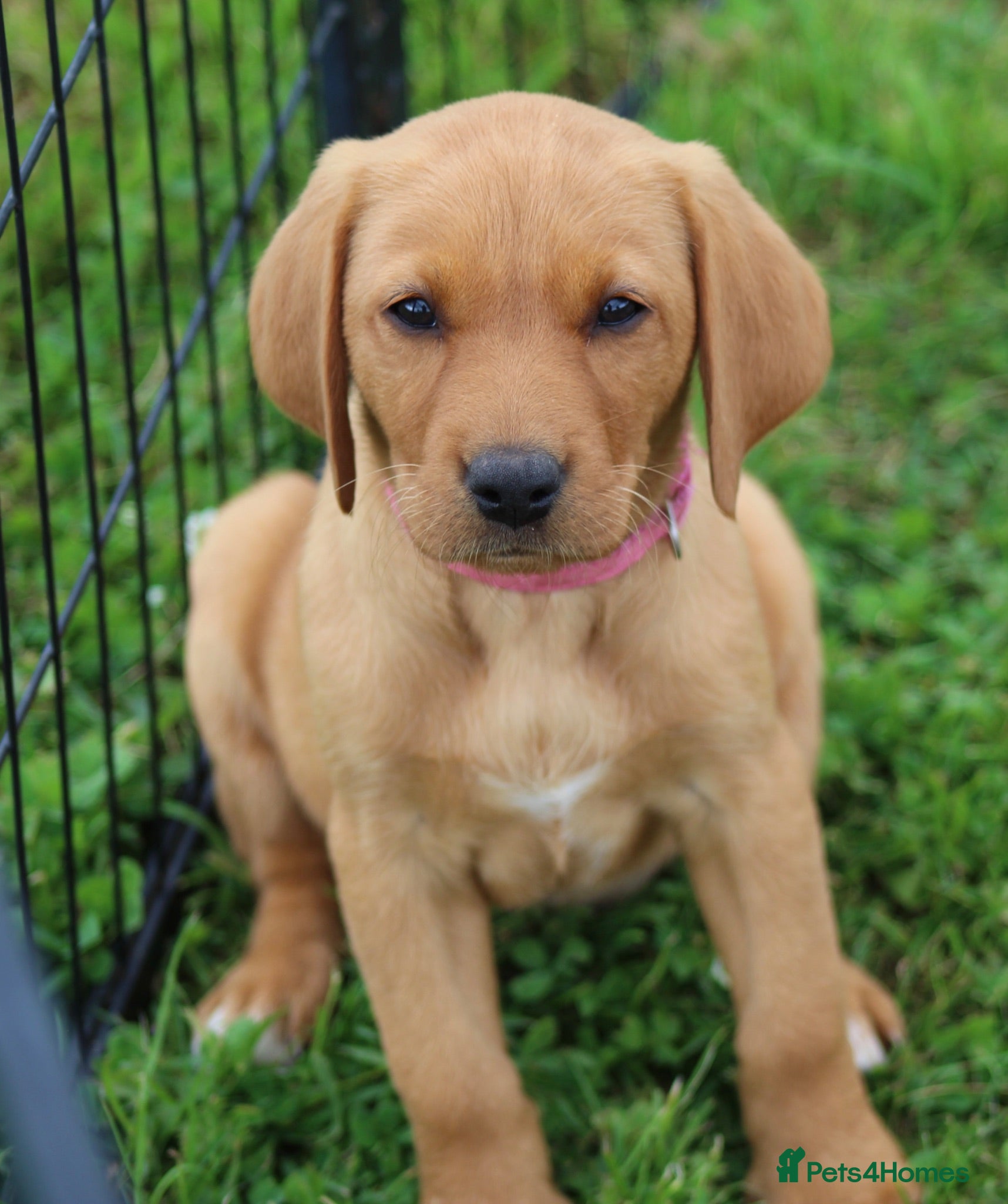 Labrador Retriever dogs *Ready Now* Labrador Puppies For Sale  - Advert 1