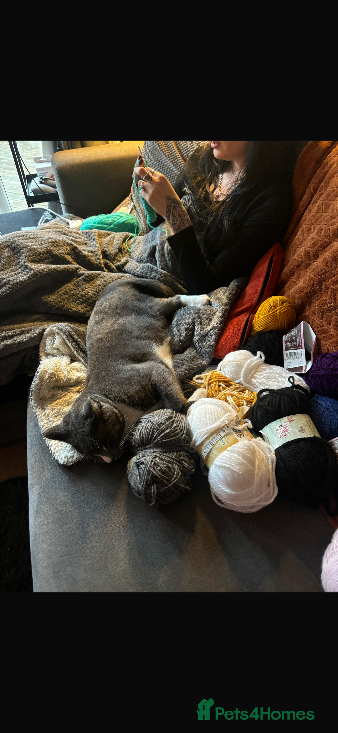 Domestic Shorthair cats for sale: Affectionate Cat Seeks Outdoor Home - Image 8
