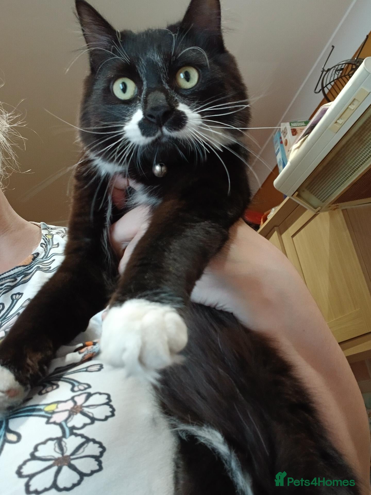 Mixed Breed cats Cat female  - Advert 6
