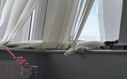 Domestic Shorthair cats for sale: Male Cat - Image 5