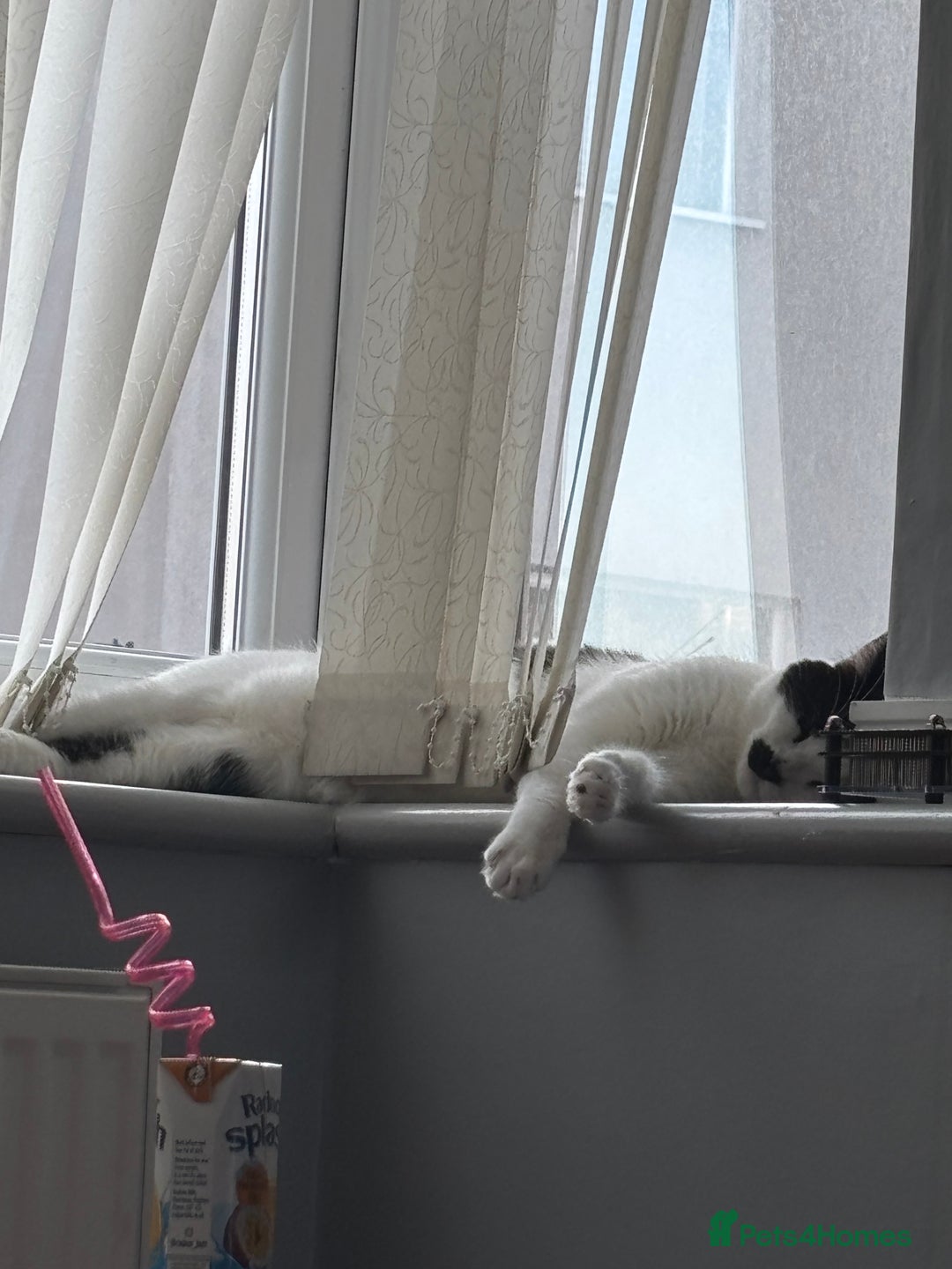 Domestic Shorthair cats for sale: Male Cat - Image 5