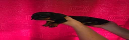 Miniature Dachshund dogs for sale: Gorgeous litter of miniature dachshunds - Advert 10