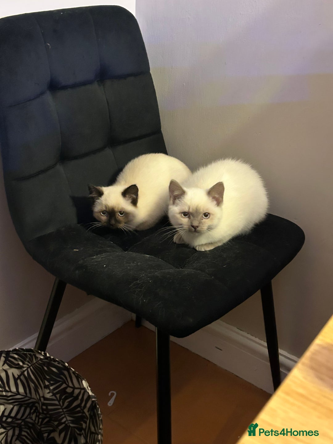 Ragdoll cats for sale: Beautiful Ragdoll x British short hair kittens - Advert 15