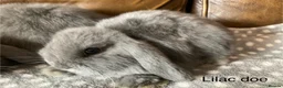 Mini Lop rabbits for sale: 4 gorgeous pure mini lops - Advert 9