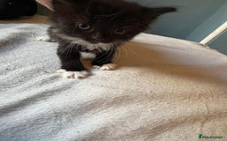 Mixed Breed cats for sale: Kittens - Image 5