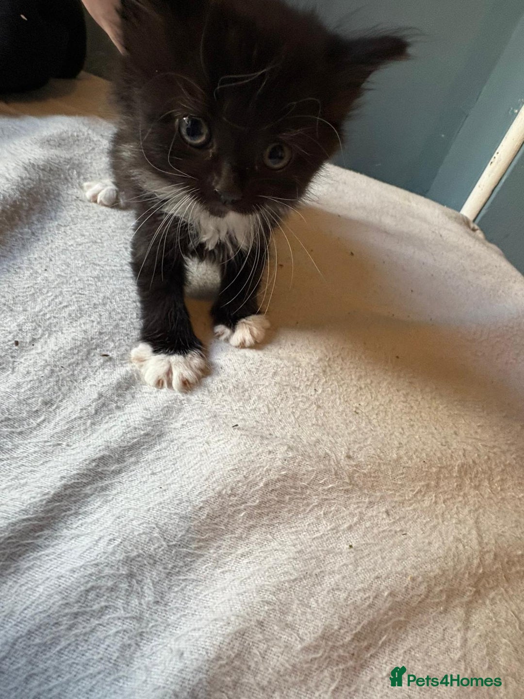Mixed Breed cats for sale: Kittens - Image 5