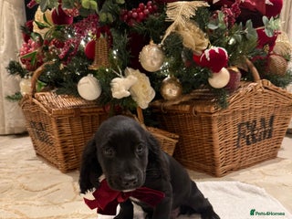 Cocker Spaniel dogs Cocker spaniel puppies - Advert 3