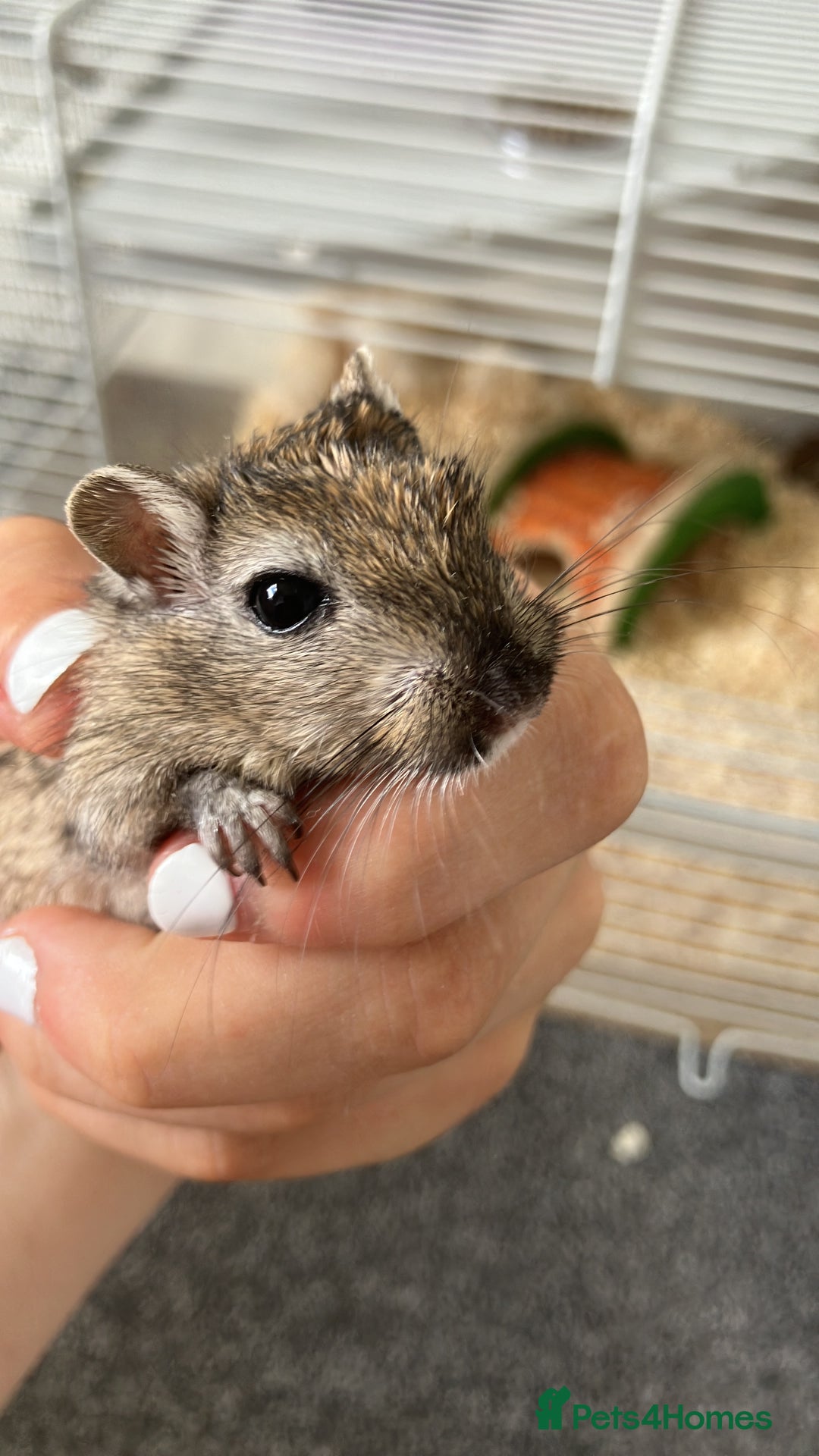 Gerbil rodents for sale: 2 female gerbils by blood sisters  - Advert 8