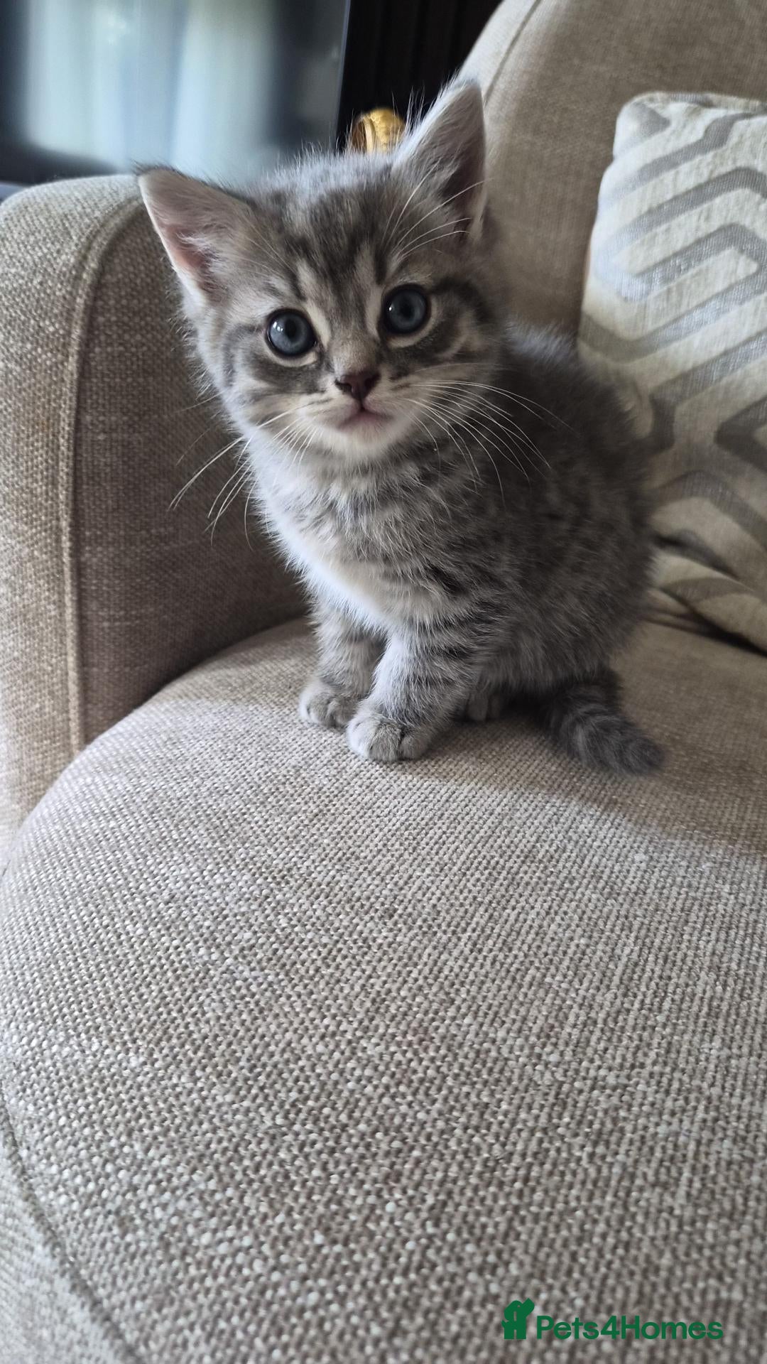 Mixed Breed cats Beautiful Kittens Ready for Their New Homes - Advert 1
