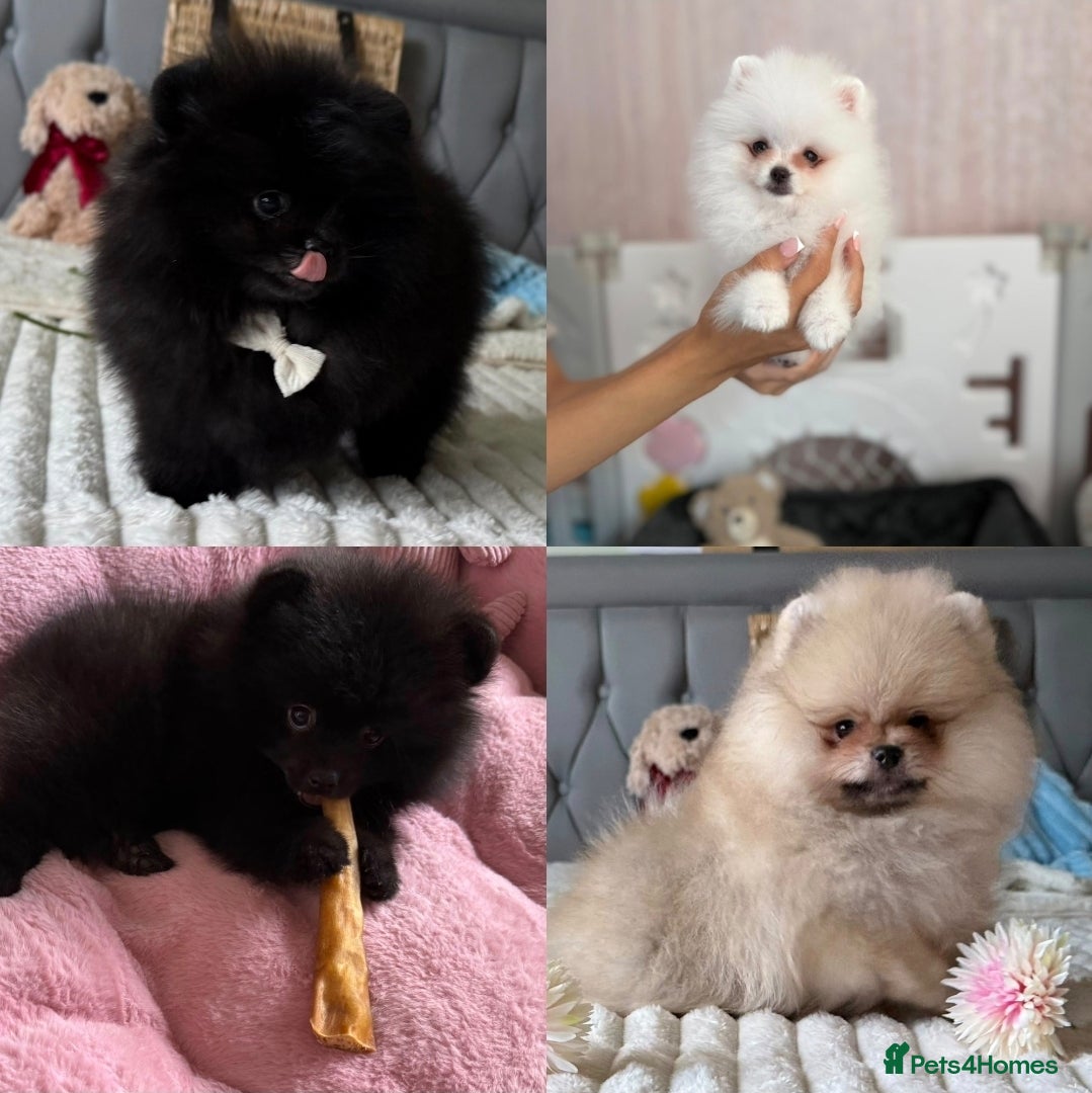 Pomeranian dogs  Rare colour Russian line Teddy Bear Pom Puppies ✨ - Advert 3
