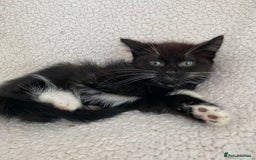 Domestic Shorthair cats for sale: Fluffy Black and White Male Kitten  - Image 3