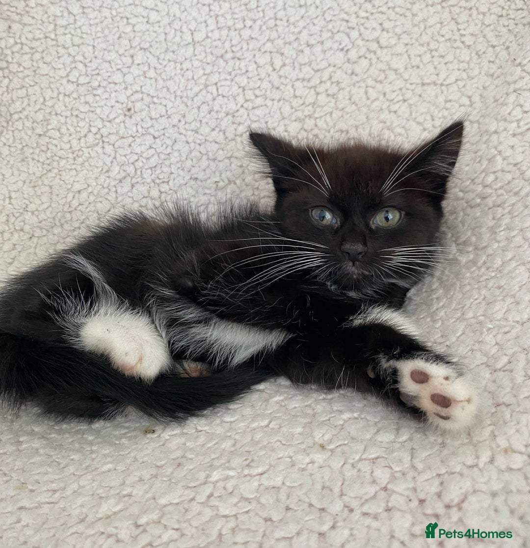 Domestic Shorthair cats for sale: Fluffy Black and White Male Kitten  - Image 3