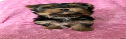 Yorkshire Terrier dogs for sale: Beautiful Yorkshire terrier pups🩵🩷 - Advert 19