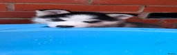 Pomsky dogs for sale: Stunning Pomsky Puppies  - Advert 5
