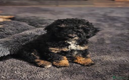 Cockapoo dogs for stud: Miniature Poodle KC Registered  - Image 6