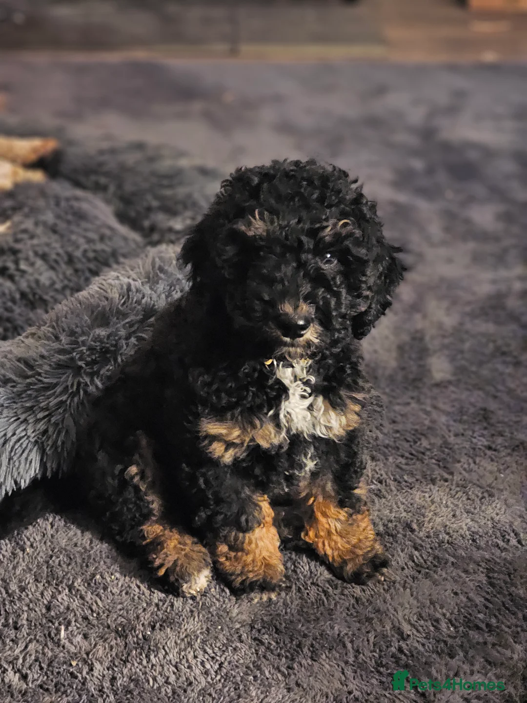 Cockapoo dogs for stud: Miniature Poodle KC Registered  - Advert 6