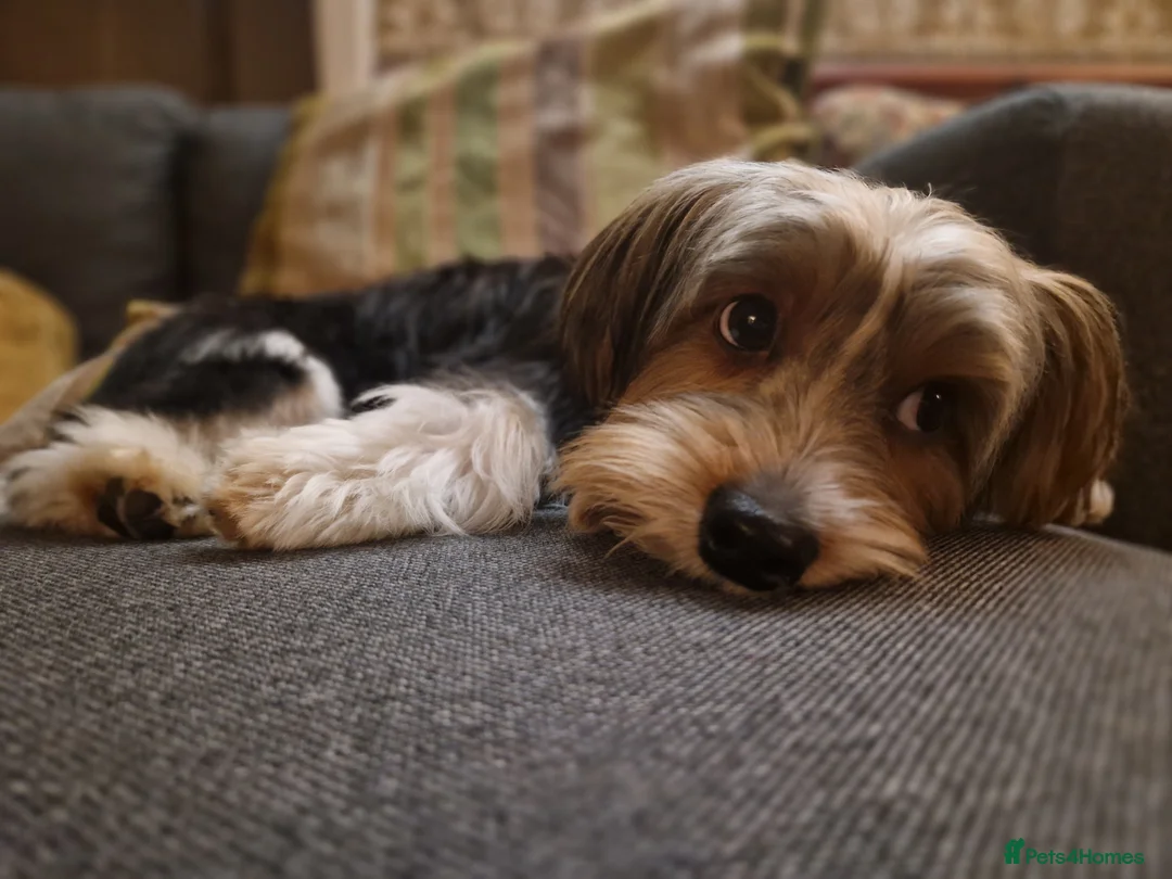 Biewer Terrier dogs for stud: 1 year old Biewer Terrier for stud - Advert 5