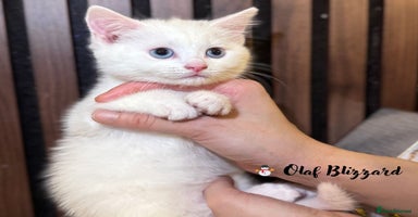 British Shorthair cats - Advert 9