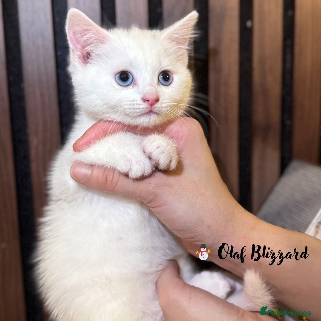 British Shorthair cats for sale: 🎃The Jack Frost Litter–Frost & Pumpkin Whiskers❄️ - Image 2