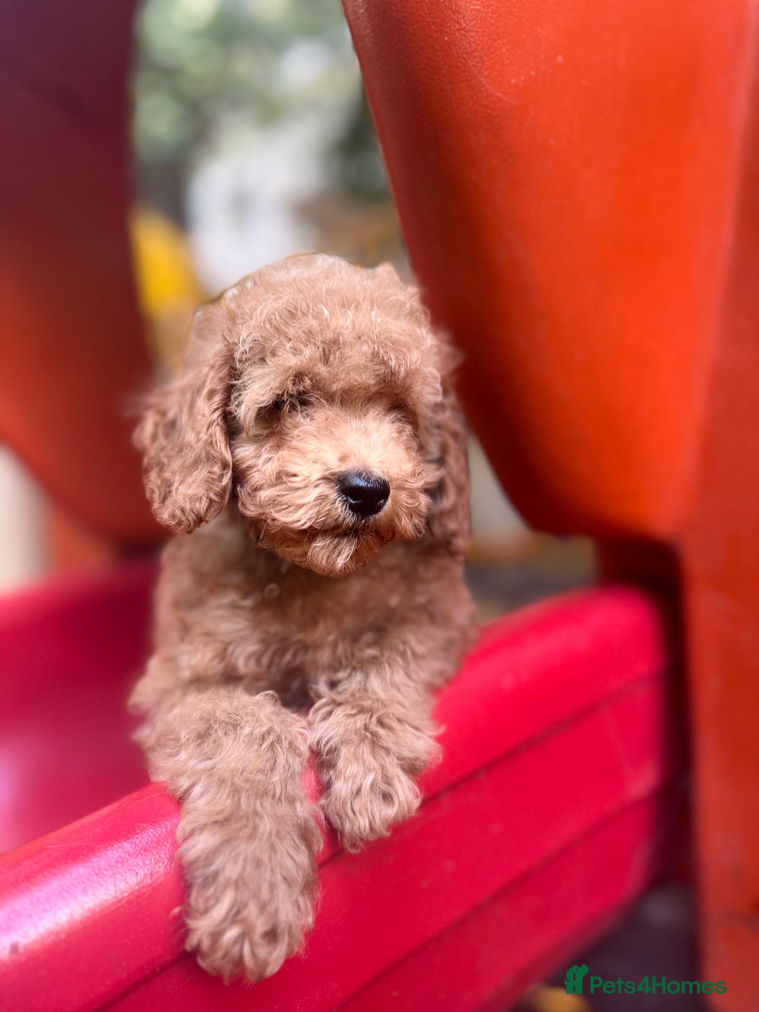 Toy Poodle dogs for sale: Adorable Toy Poodle Puppies  - Image 20