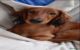 Dachshund dogs for sale: Longhaired Dachshunds small standard  in Northampton - Image 3