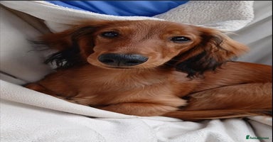 Dachshund dogs in Northampton - Advert 2