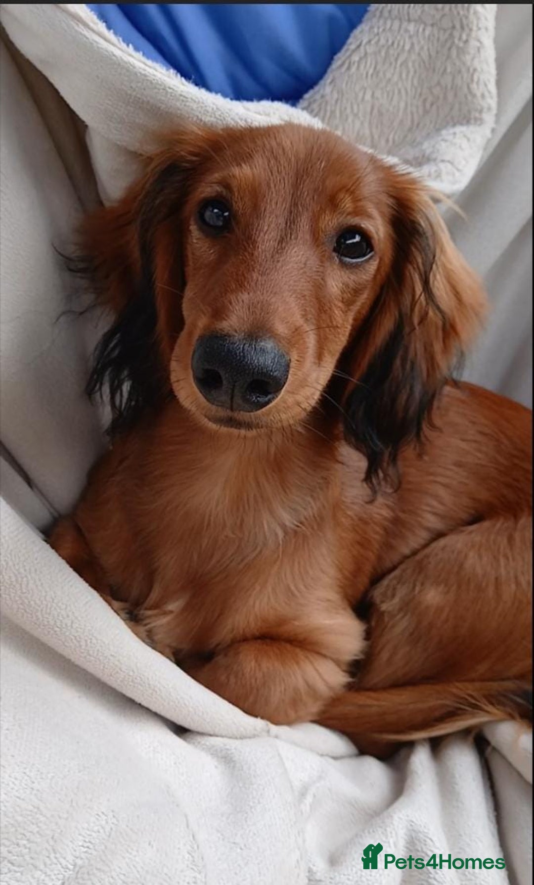 Dachshund dogs for sale: Longhaired Dachshunds small standard  in Northampton - Image 3