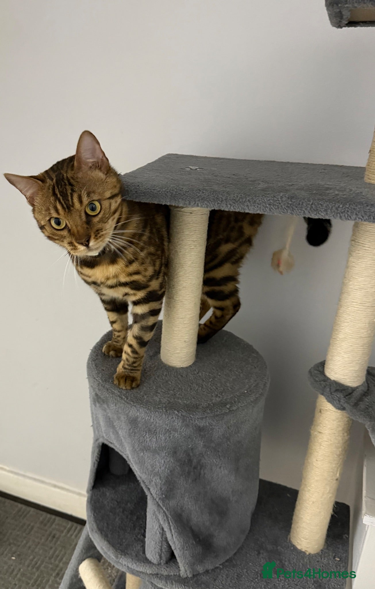 Bengal cats 💔 URGENT: ONLY 1 WEEK LEFT TO FIND HIS HOME - Advert 13