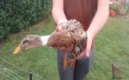 Ducks poultry for sale: 7 Indian runner ducks - Image 2