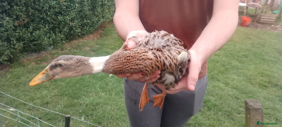 Ducks poultry for sale: 7 Indian runner ducks - Image 2