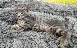 Bengal cats for sale: Striking Blue TICA Male Bengal Kittens 💙  - Image 27