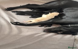 Goldador dogs for sale: Beautiful chunky goldador puppies  - Image 7