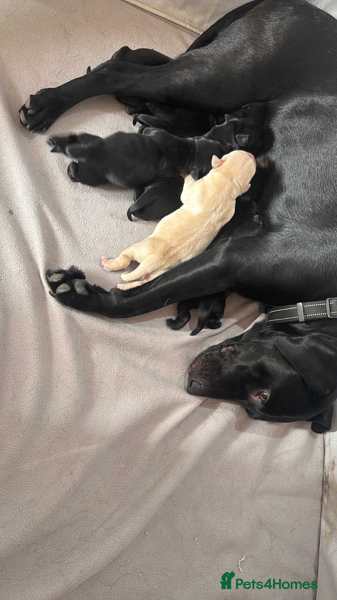 Goldador dogs for sale: Beautiful chunky goldador puppies  - Image 7