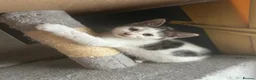 Mixed Breed cats for sale: Cheeky kittens - Advert 11