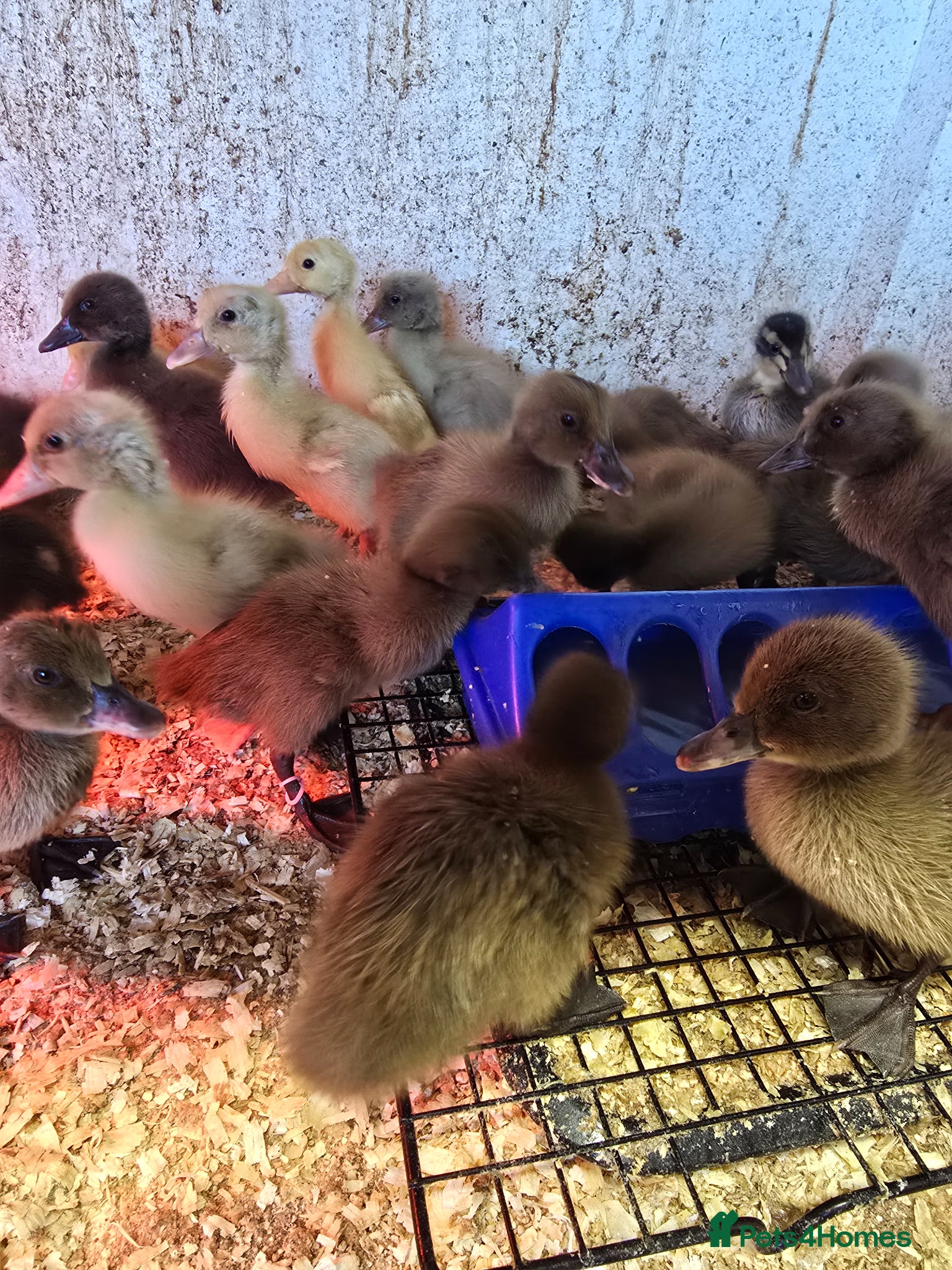 Ducks poultry Khaki Campbell & Trout Indian Runner ducklings  - Advert 13