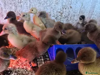 Ducks poultry Khaki Campbell & Trout Indian Runner ducklings - Advert 13