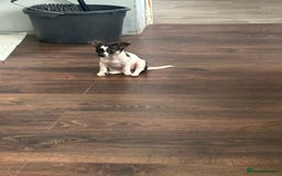 Chihuahua dogs for sale: Ready to leave female chihuahua BOTH vaccines done - Image 2