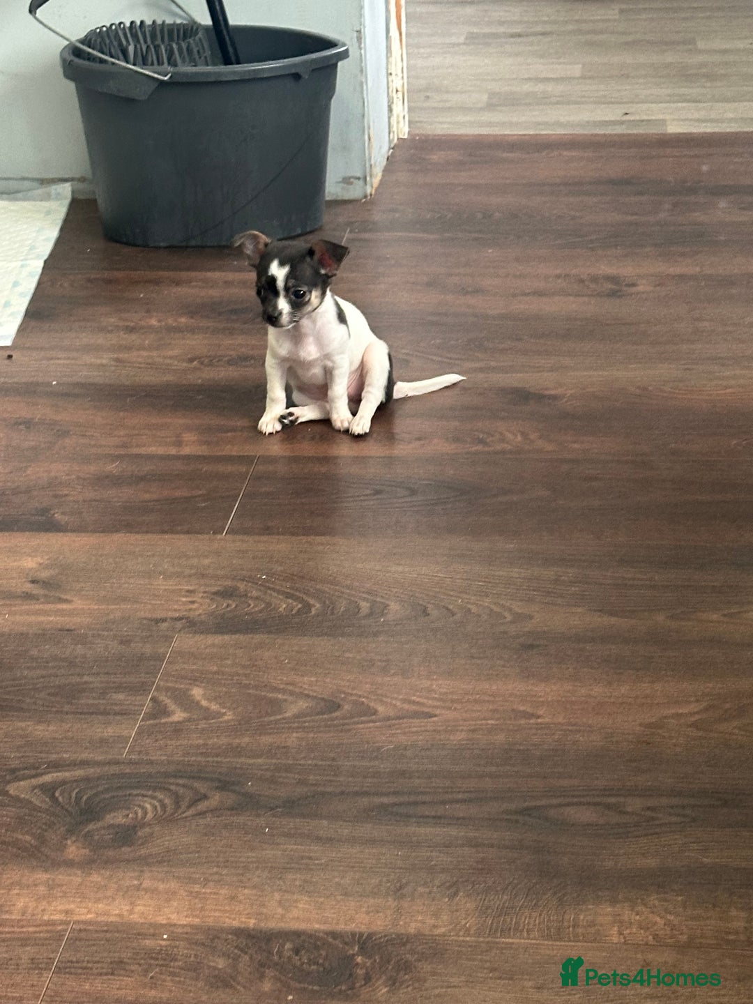 Chihuahua dogs for sale: Ready to leave female chihuahua BOTH vaccines done - Image 2