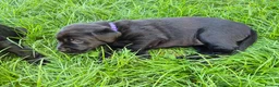 Labrador Retriever dogs for sale: Litter of 6 in Burton-on-Trent - Advert 7