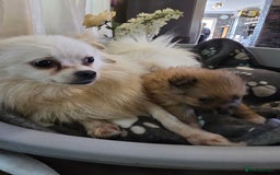 Pomeranian dogs for sale: Pure Breed Pomerian litters . - Image 5