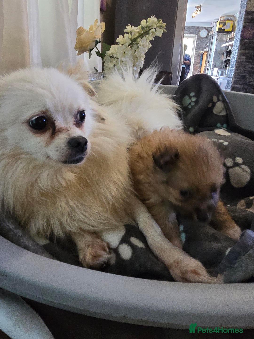 Pomeranian dogs for sale: Pure Breed Pomerian litters . - Image 5