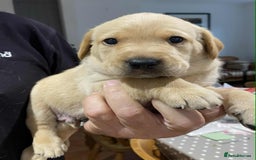 Labrador Retriever dogs for sale: Beautiful K.C Registered Labrador puppies - Image 3