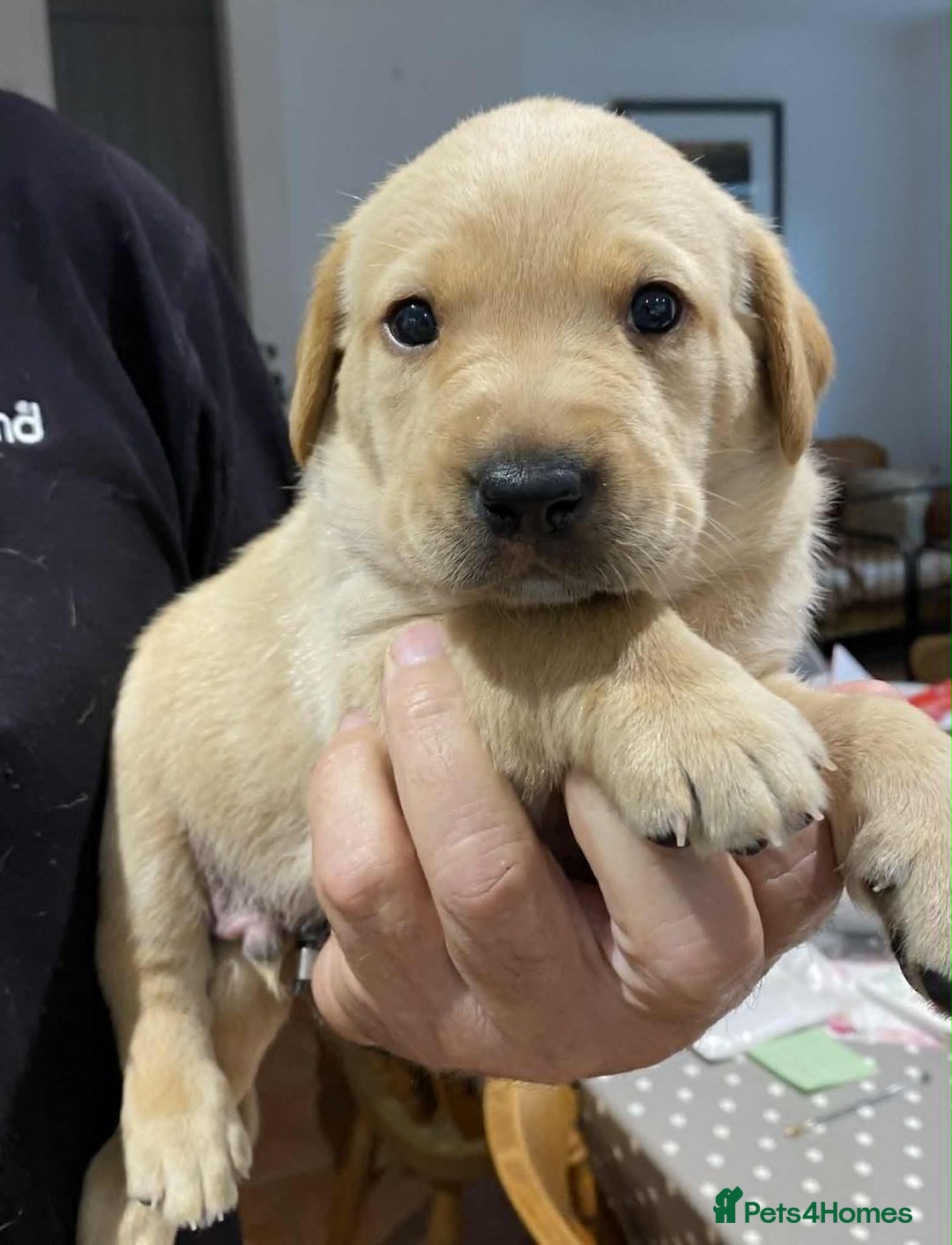 Labrador Retriever dogs for sale: Beautiful K.C Registered Labrador puppies - Image 3