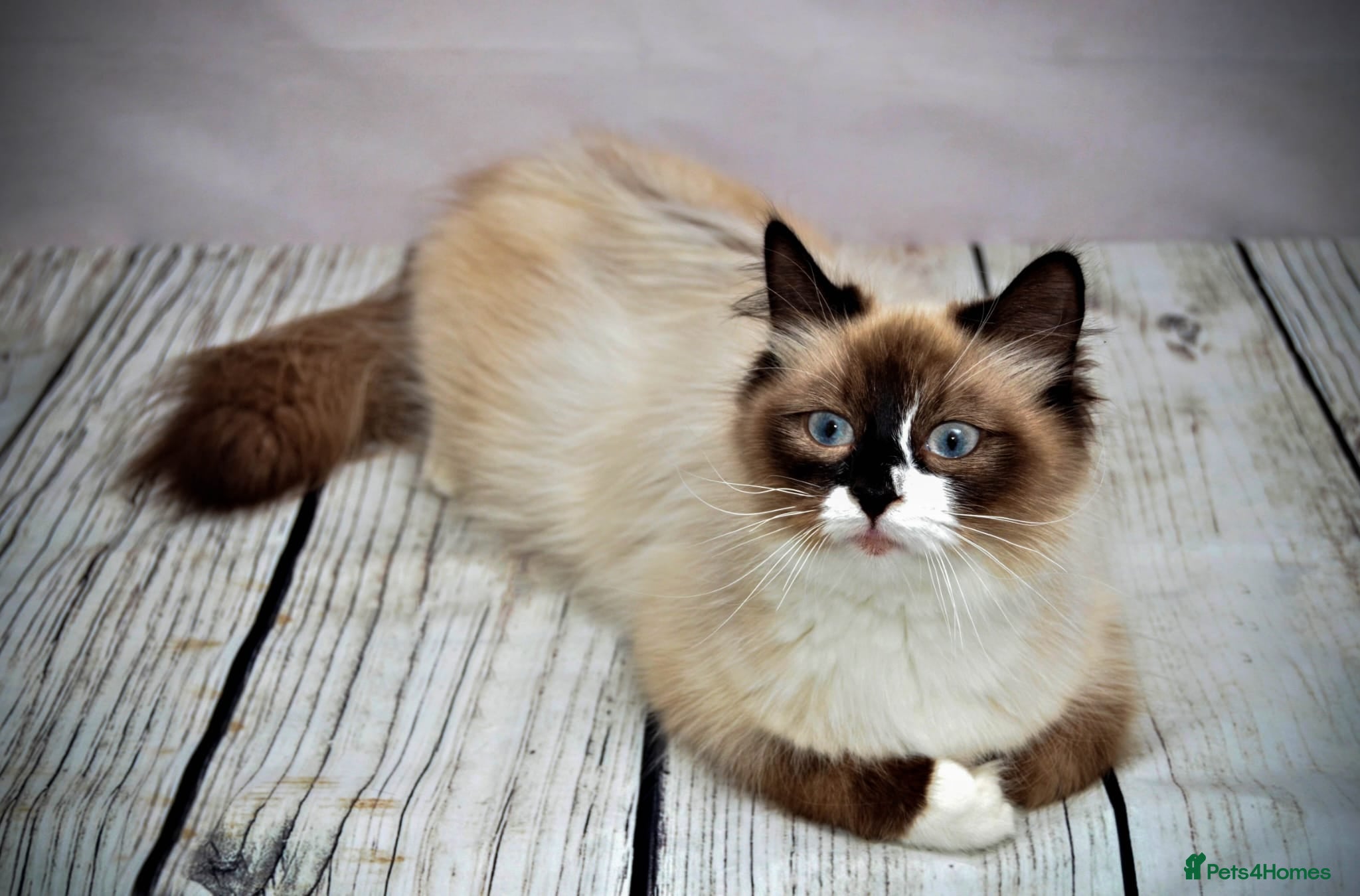 Siberian cats 1 Year old Female Seal Point Siberian - Advert 2