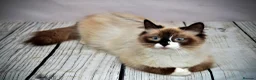 Siberian cats for sale: 1 Year old Female Seal Point Siberian - Advert 1